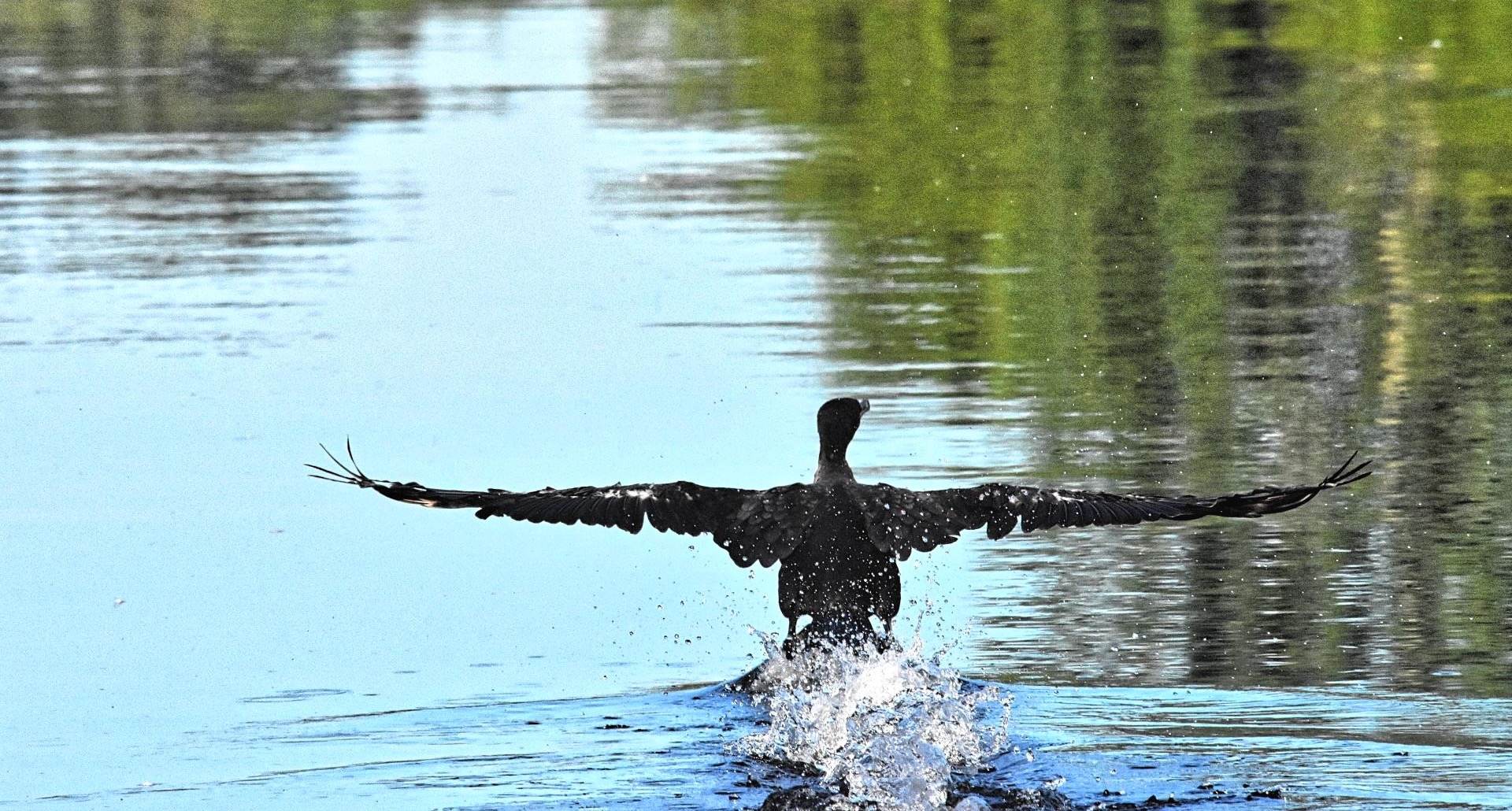 Black Bird landing on the sea